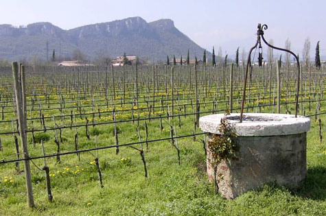 De wijngaarden vlakbij Le Fraghe, april 2004